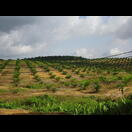 Wir hatten angenommen, es würden keine neuen Palmölplantagen angelegt, nachdem unsere Ökos bemerkt hatten, dass für die von ihnen geforderte Wende hin zu nachwachsenden Rohstoffen Urwald gerodet wird
